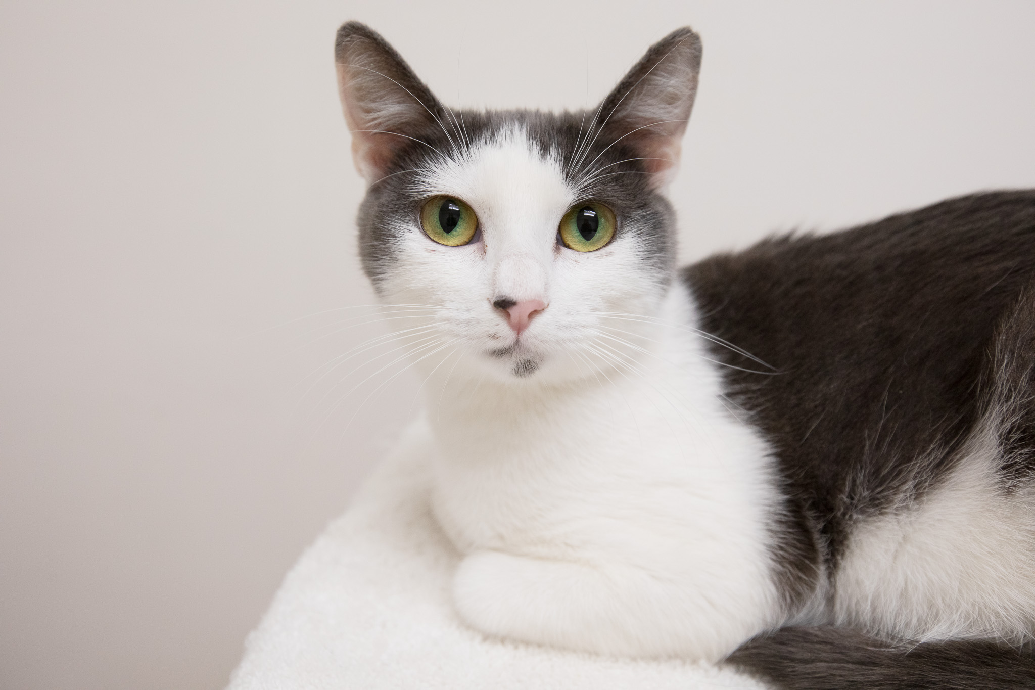 Enlarge Mulberry, a Adoptable Domestic Short Hair in Montclair, NJ image 6/6
