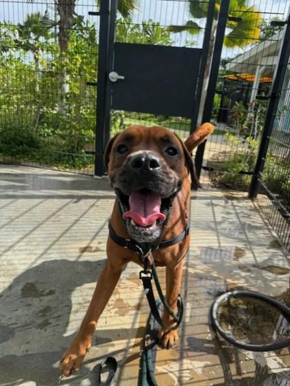 Tyson, Adoptable, Adult Male Mastiff & Mixed Breed.
