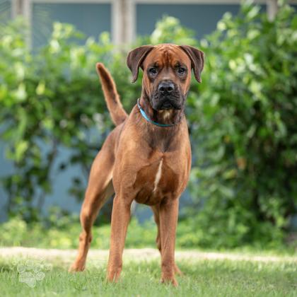Enlarge Tyson, a Adoptable mixed breed in Honolulu, HI image 2/3