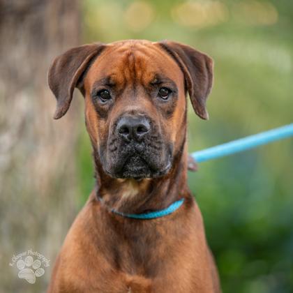 Enlarge Tyson, a Adoptable mixed breed in Honolulu, HI image 3/3