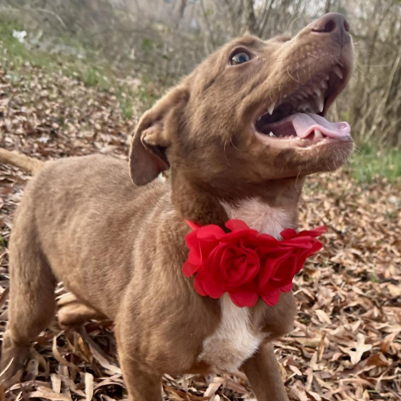 Enlarge Minnie Mouse , a ADOPTABLE mixed breed in Simsbury, CT image 5/6