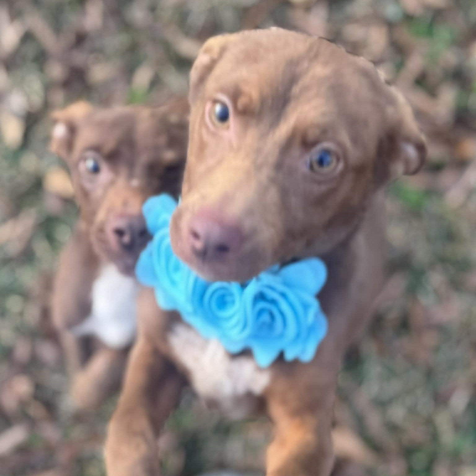 Enlarge Minnie Mouse , a ADOPTABLE mixed breed in Simsbury, CT image 2/6