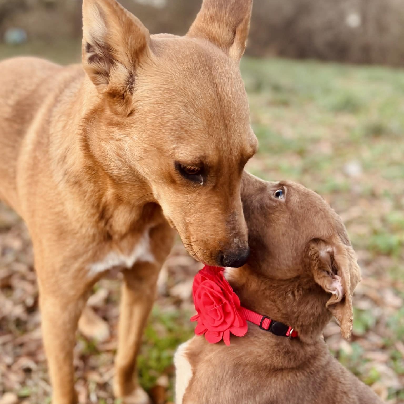 Enlarge Minnie Mouse , a ADOPTABLE mixed breed in Simsbury, CT image 6/6
