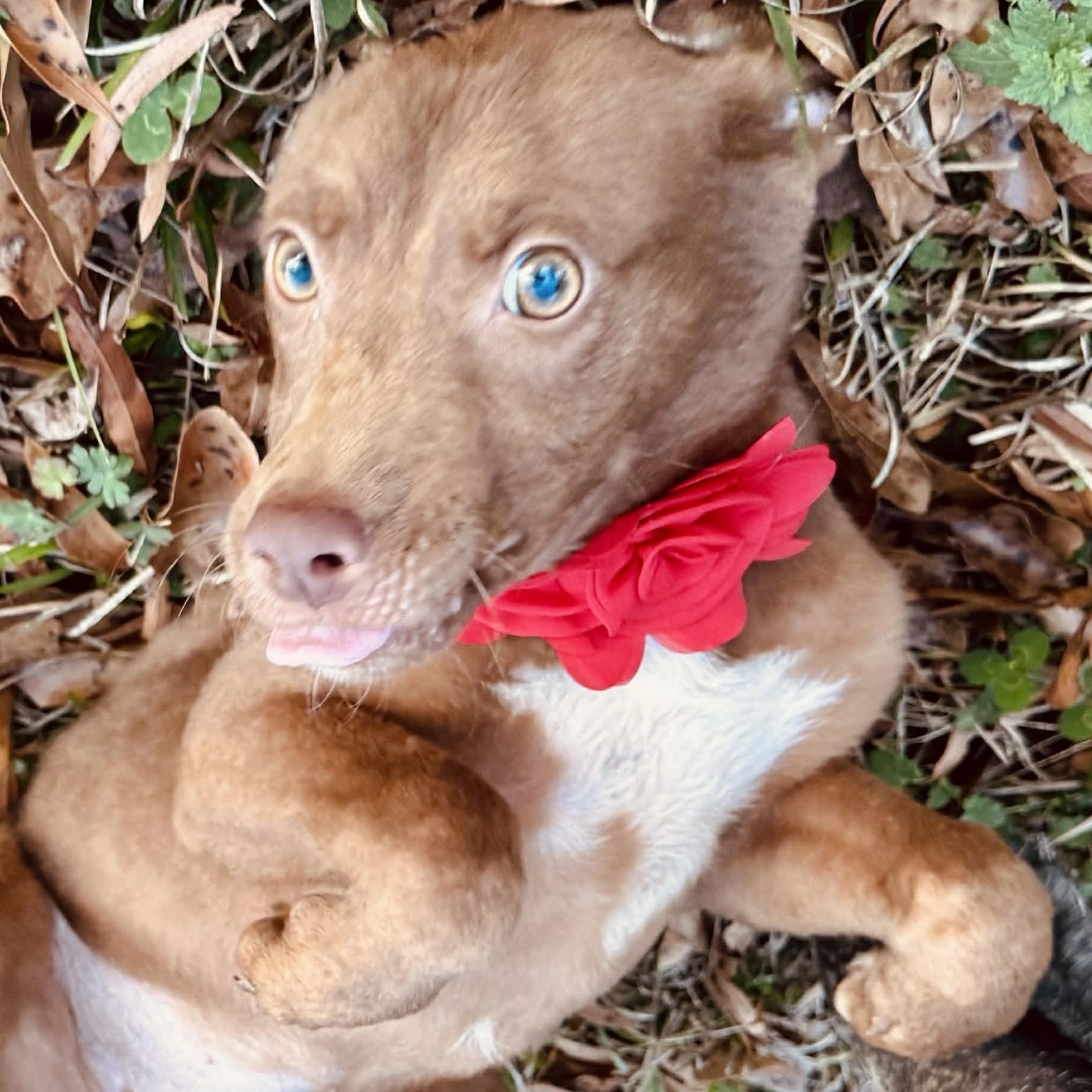 Enlarge Minnie Mouse , a ADOPTABLE mixed breed in Simsbury, CT image 1/6