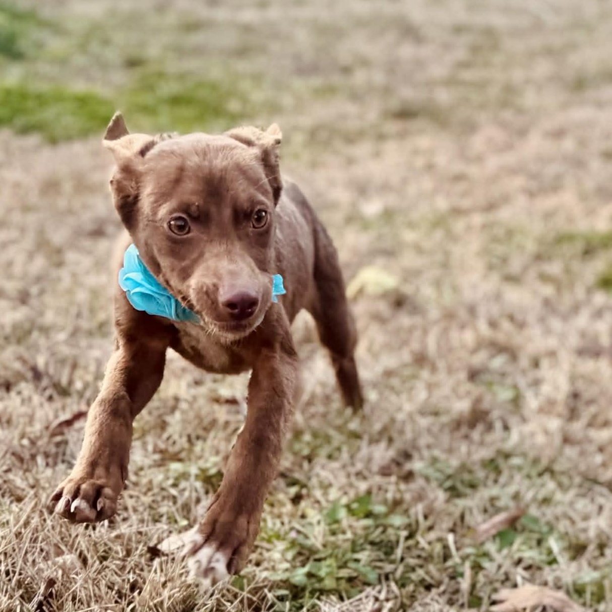 Enlarge Minnie Mouse , a ADOPTABLE mixed breed in Simsbury, CT image 3/6
