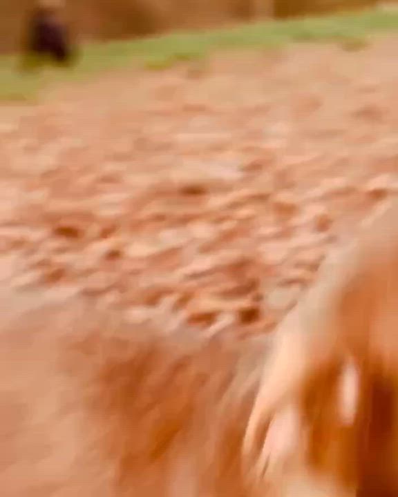 Enlarge Minnie Mouse , a ADOPTABLE mixed breed in Simsbury, CT video 4/6