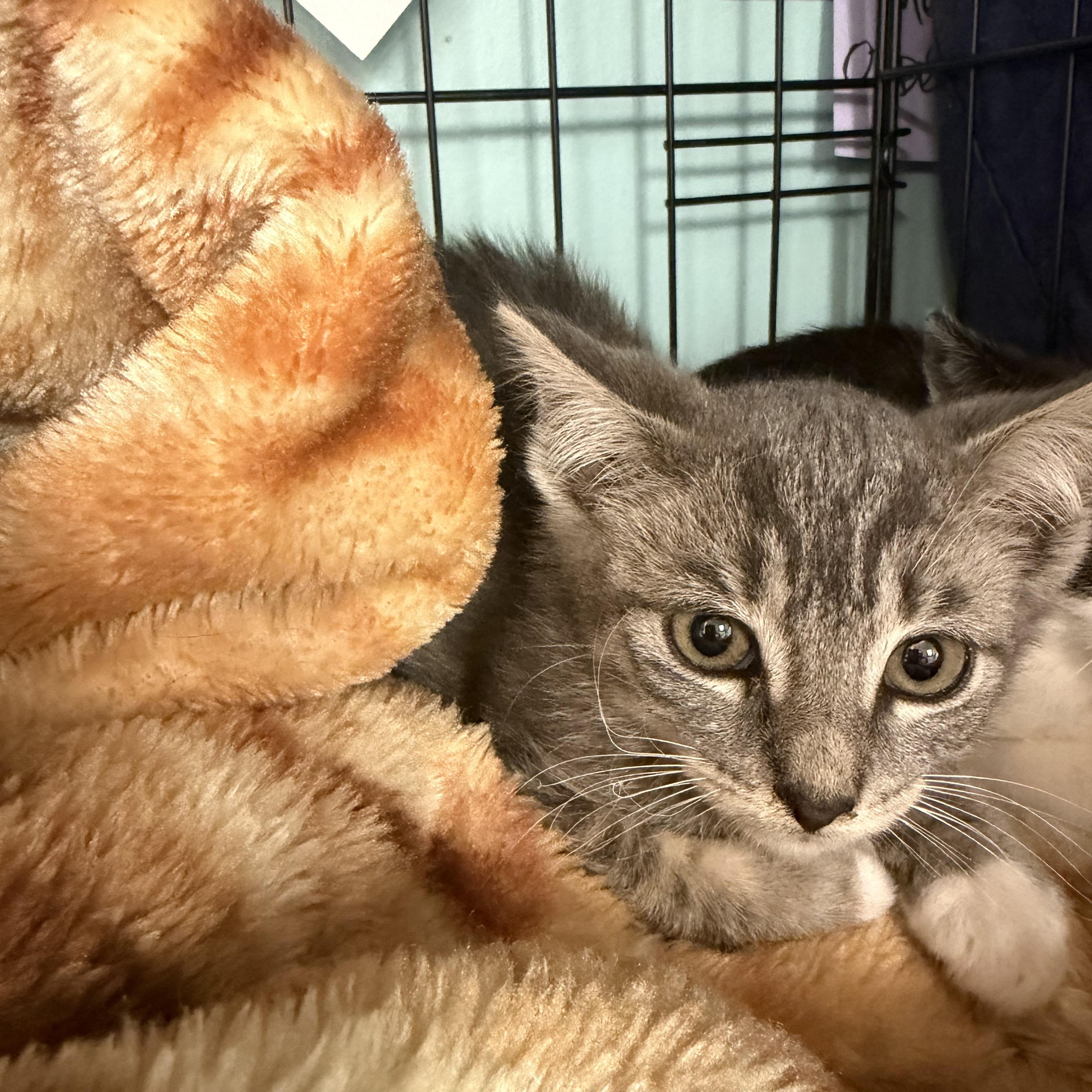 Gray, Adoptable, Kitten Male Domestic Short Hair.
