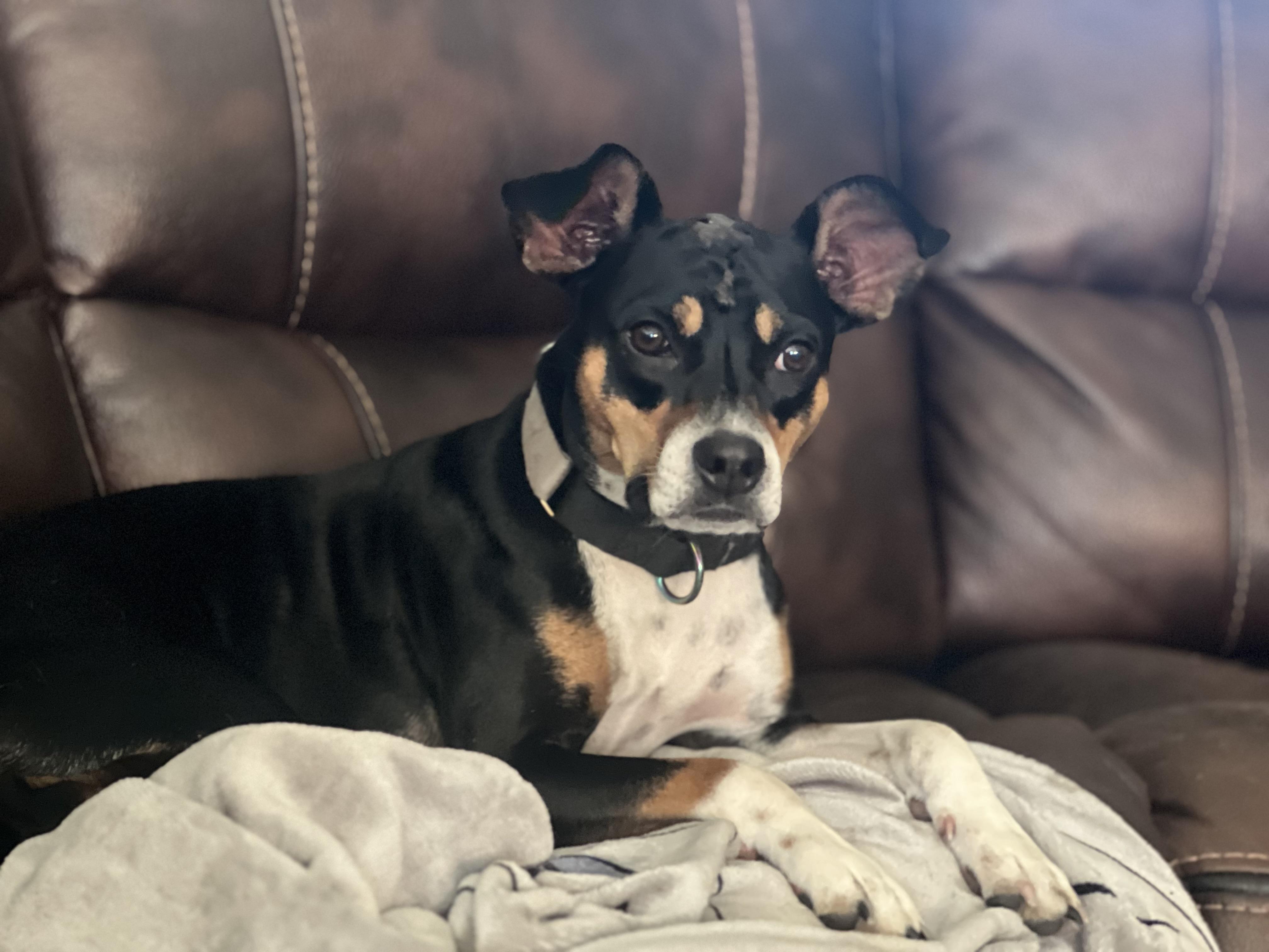 Peaches, Adoptable, Adult Female Mixed Breed.