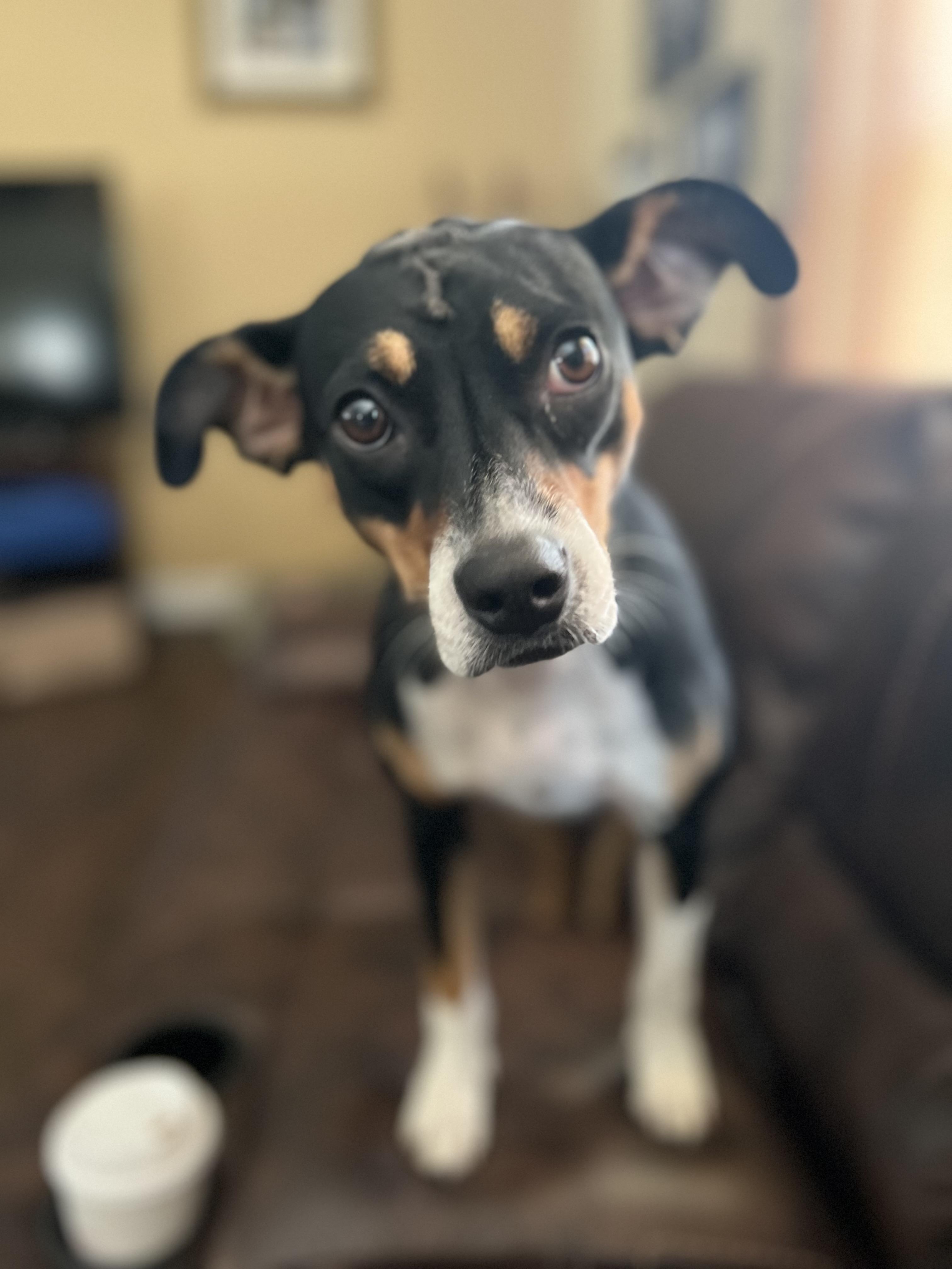 Enlarge Peaches, a Adoptable mixed breed in Palm Coast, FL image 5/6