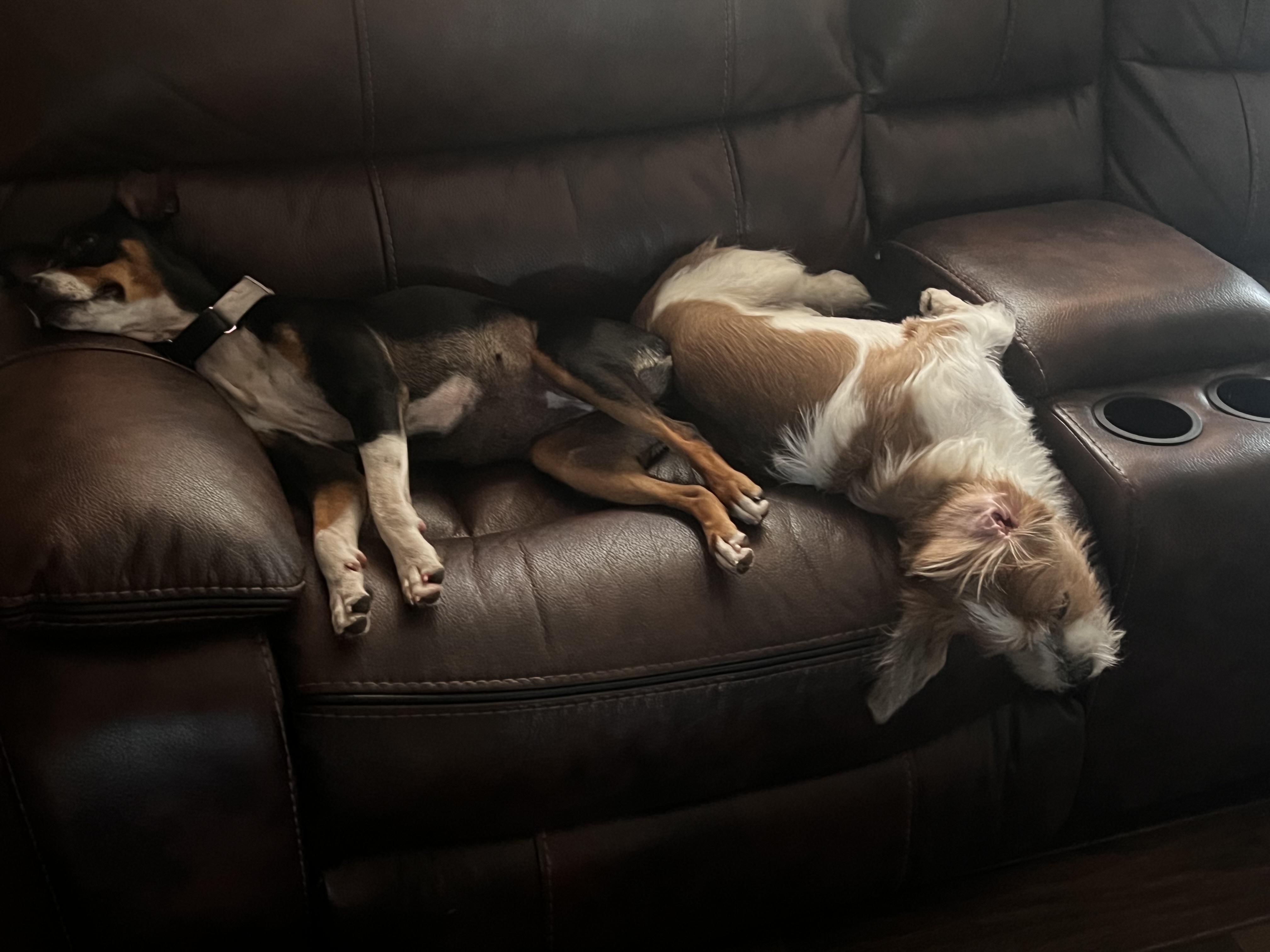 Enlarge Peaches, a Adoptable mixed breed in Palm Coast, FL image 4/6