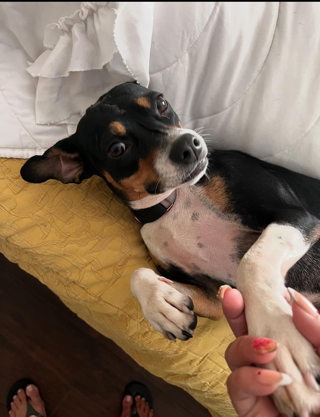 Enlarge Peaches, a Adoptable mixed breed in Palm Coast, FL image 2/6