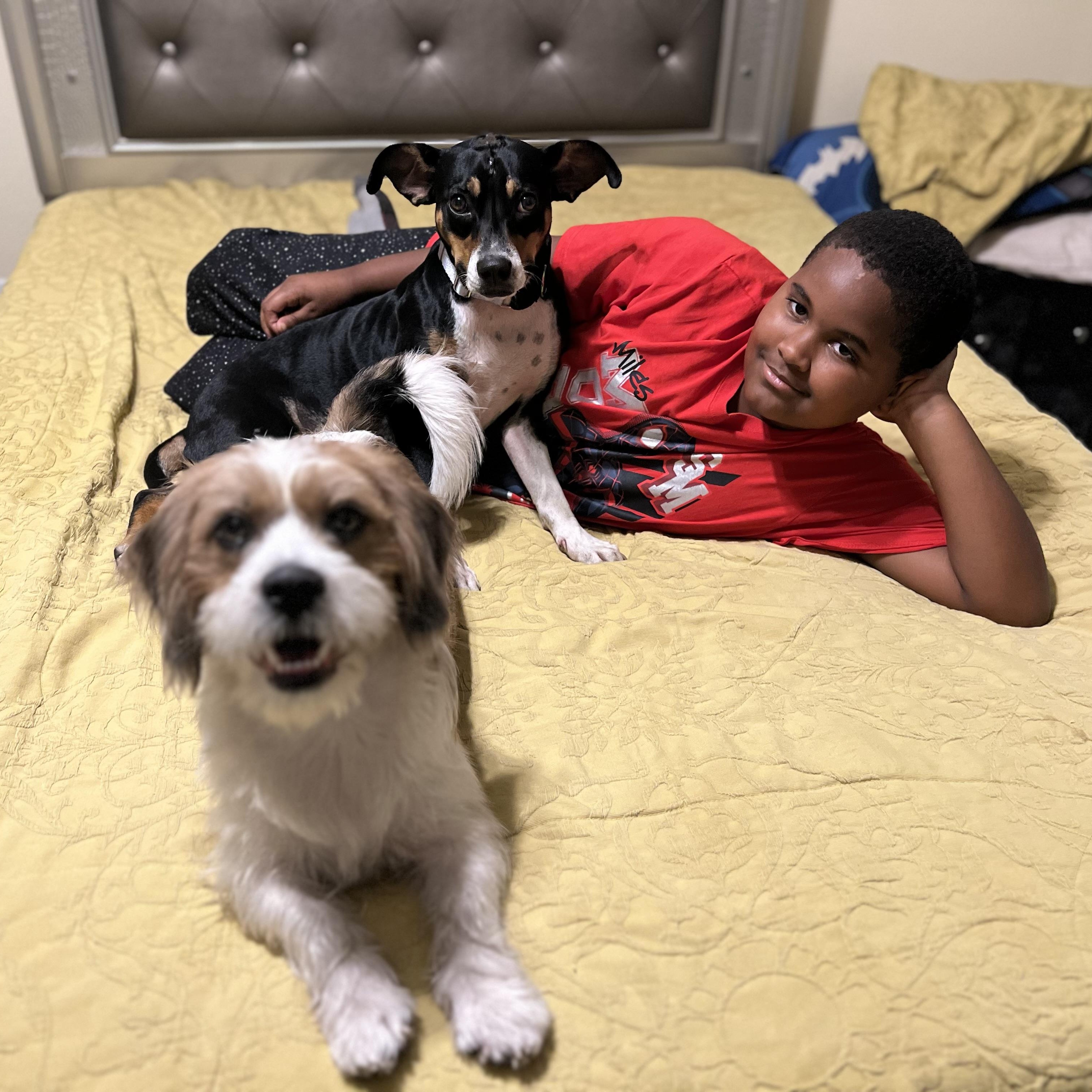 Enlarge Peaches, a Adoptable mixed breed in Palm Coast, FL image 6/6