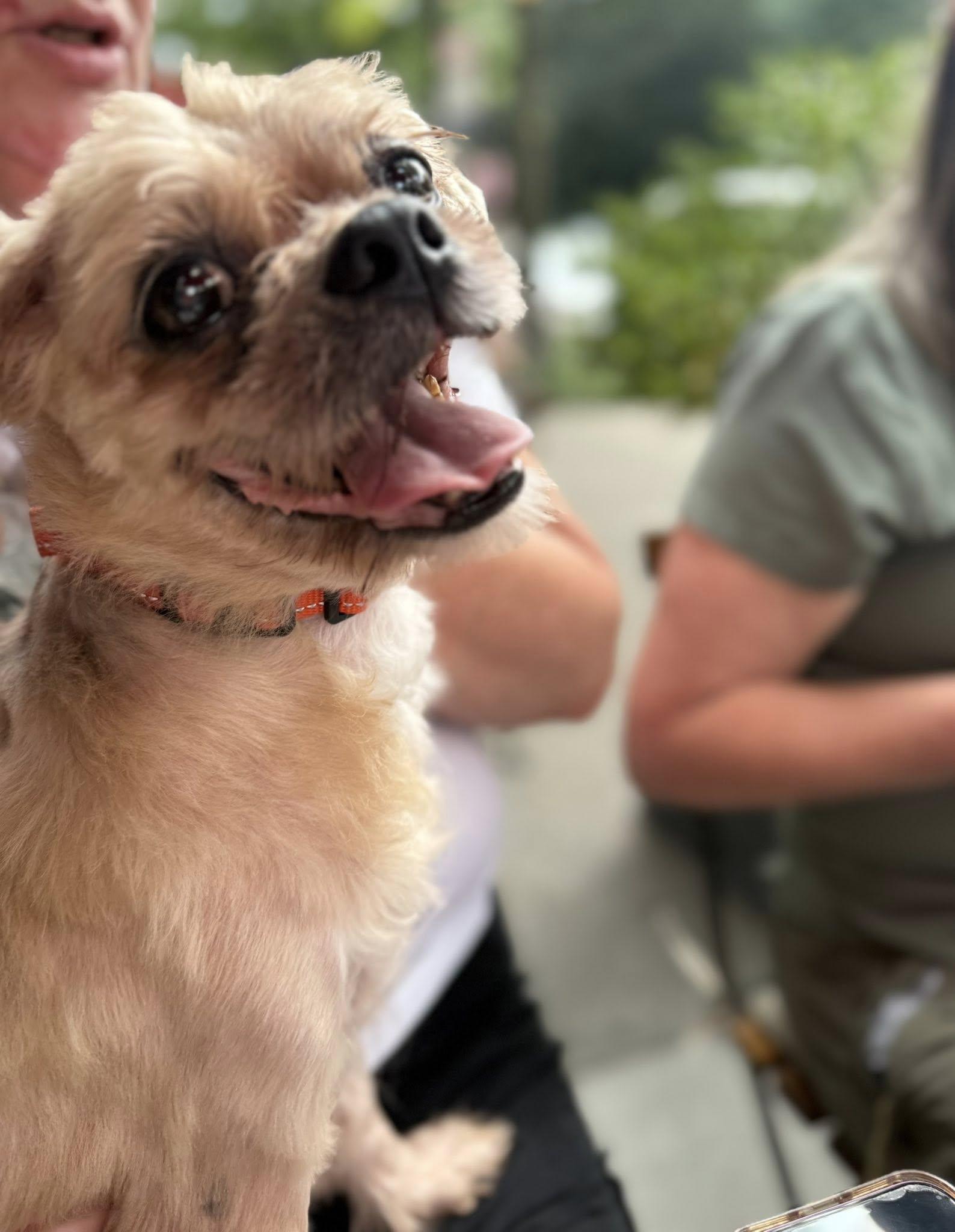 Jack Shih Tzu Dog
