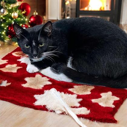 Caroline 49622, Adult Female Domestic Short Hair