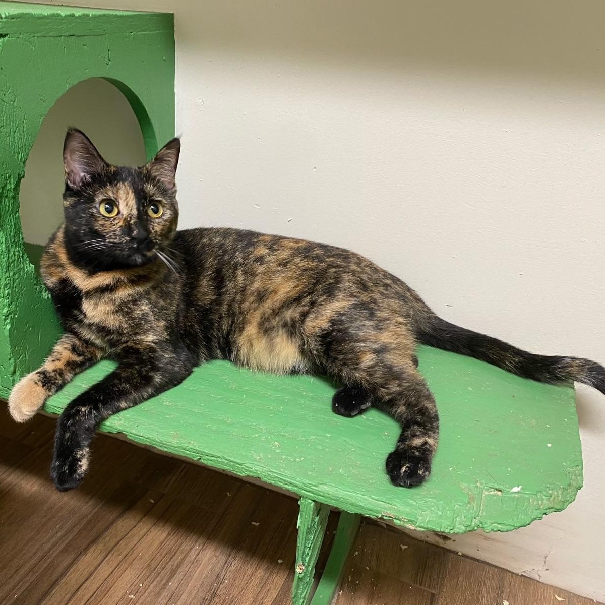 Bom (very friendly), ADOPTABLE, Young Female Tortoiseshell.