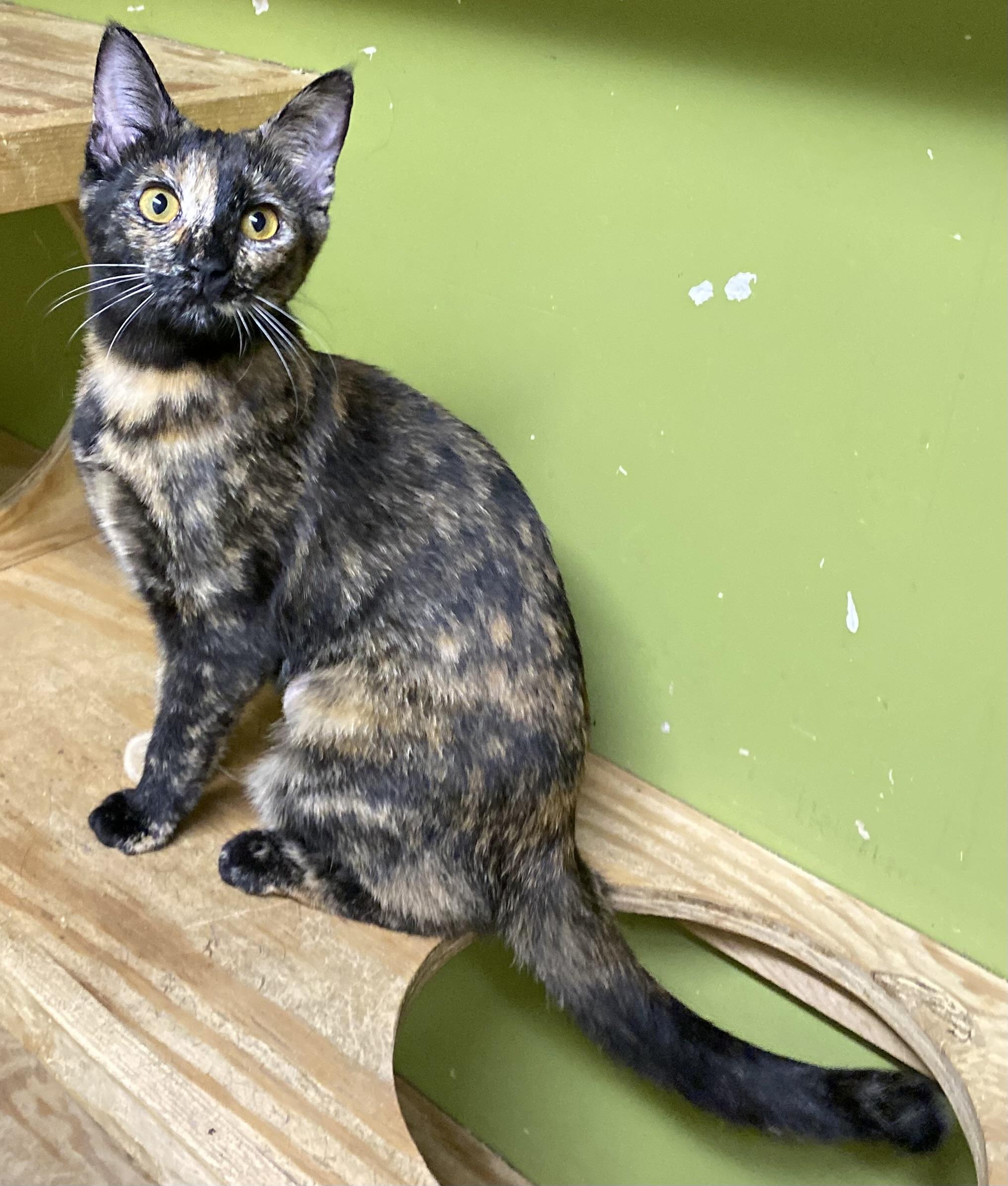Enlarge Lazuli (very friendly), a ADOPTABLE Tortoiseshell in Los Angeles, CA image 2/2