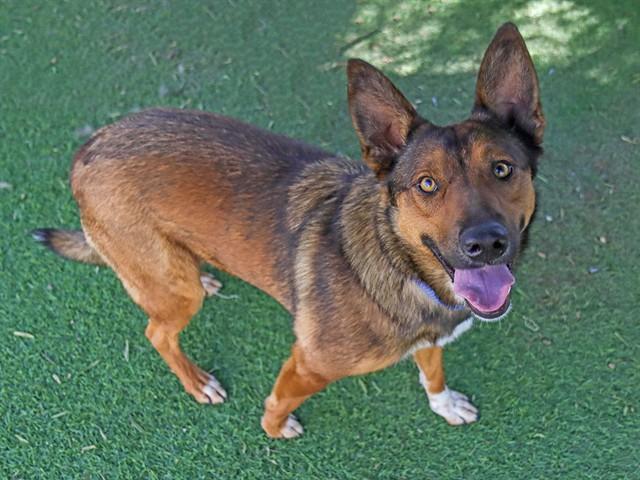 BISCUIT, Adoptable, Young Female German Shepherd Dog & Mixed Breed.