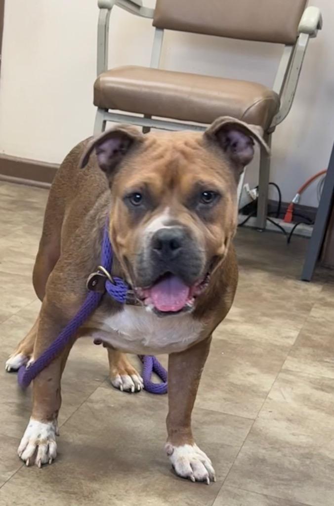 Enlarge Glory, a Adoptable mixed breed in Springfield, OH image 1/1