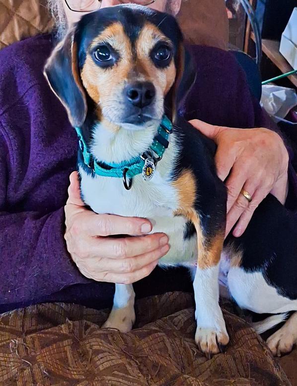 Bitsy, Adoptable, Adult Female Beagle.