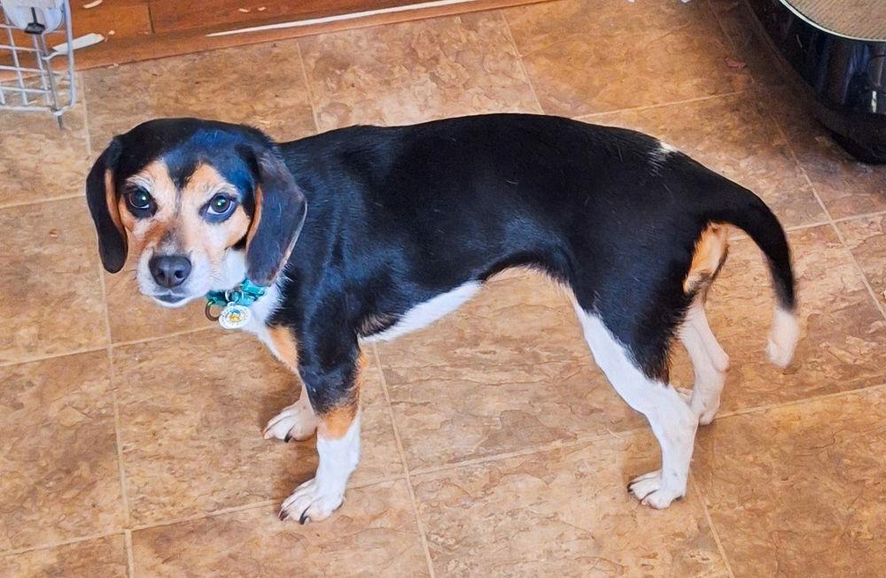 Bitsy, a Adoptable Beagle image 2/3