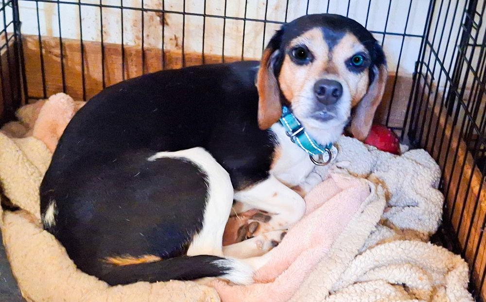 Bitsy, a Adoptable Beagle image 3/3
