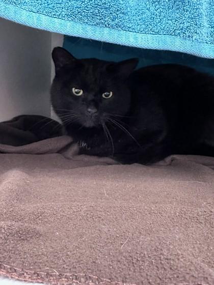 Rick and Rack, a ADOPTABLE Domestic Medium Hair in Quincy, MA image 2/2