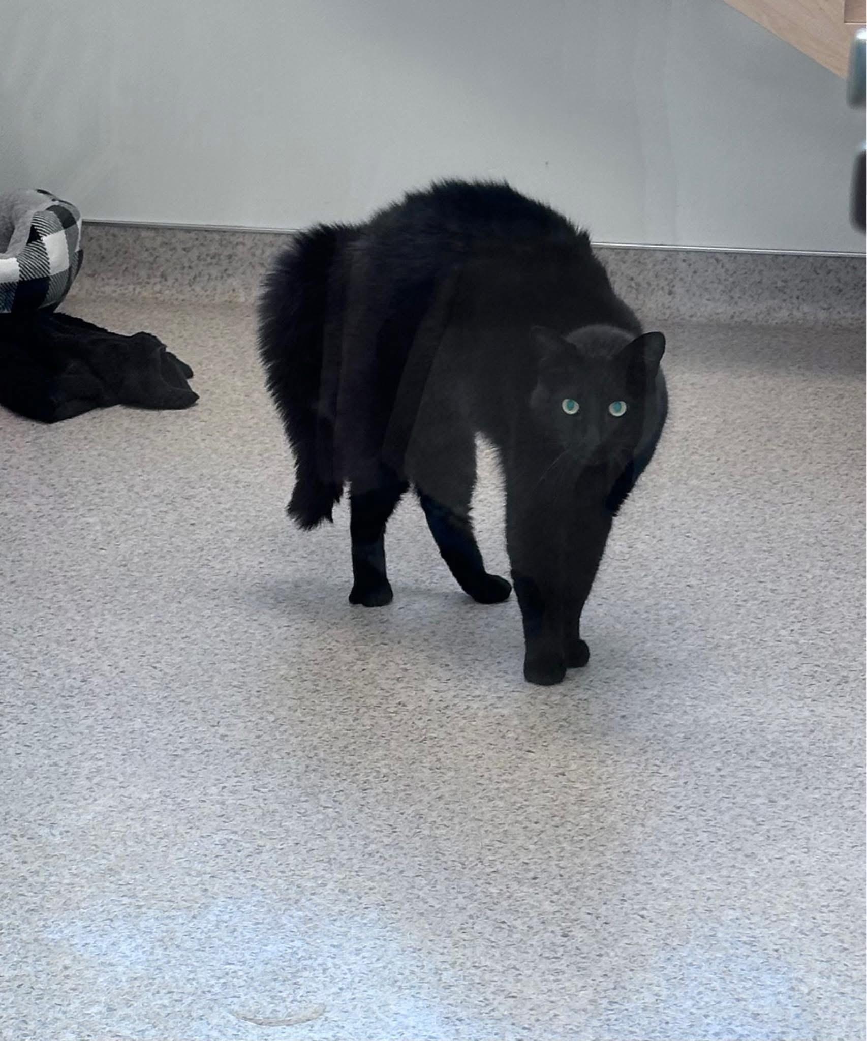 Rick and Rack, a ADOPTABLE Domestic Medium Hair in Quincy, MA image 1/2