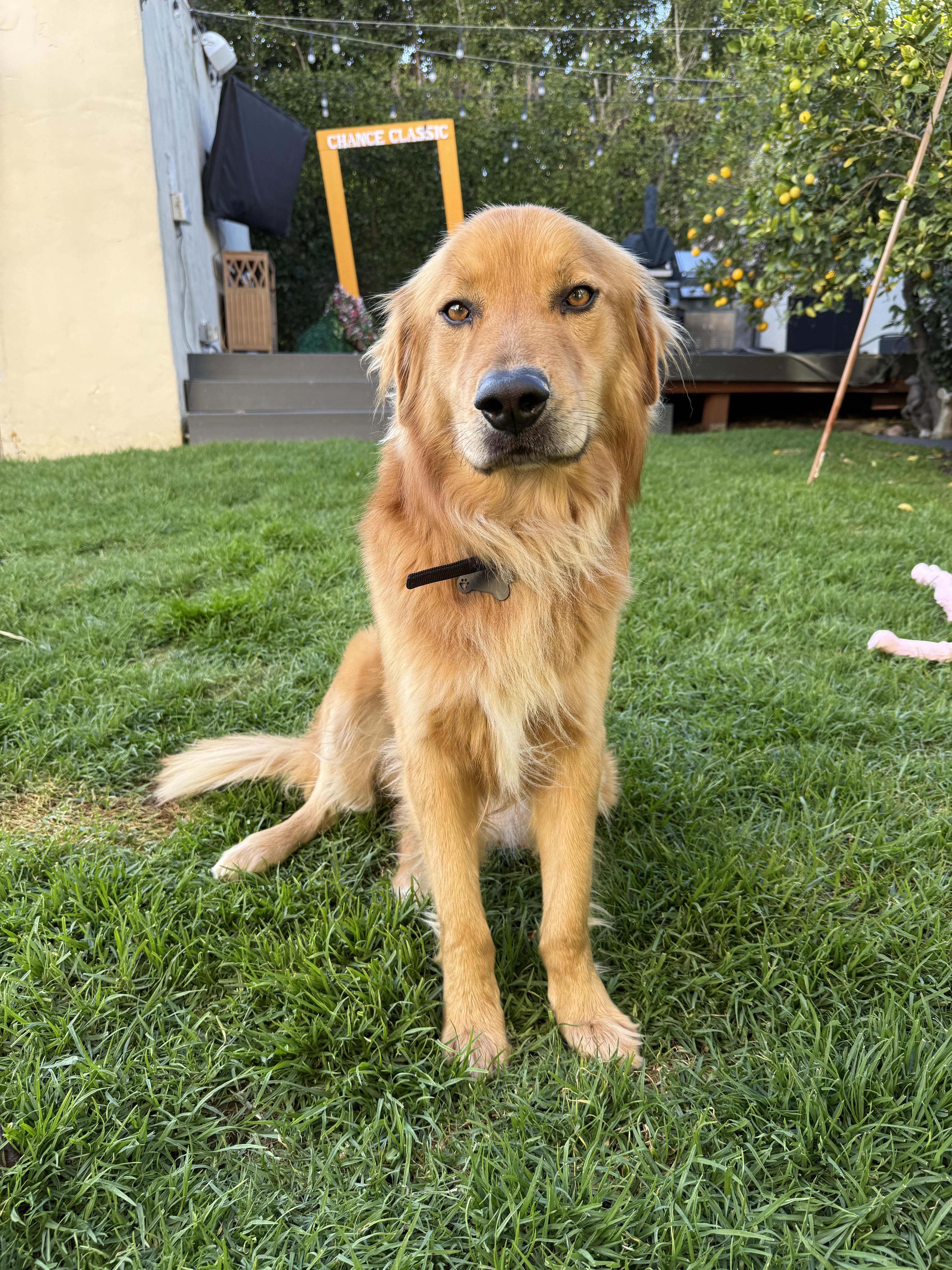 Lambert, Adopted, Adult Male Golden Retriever.