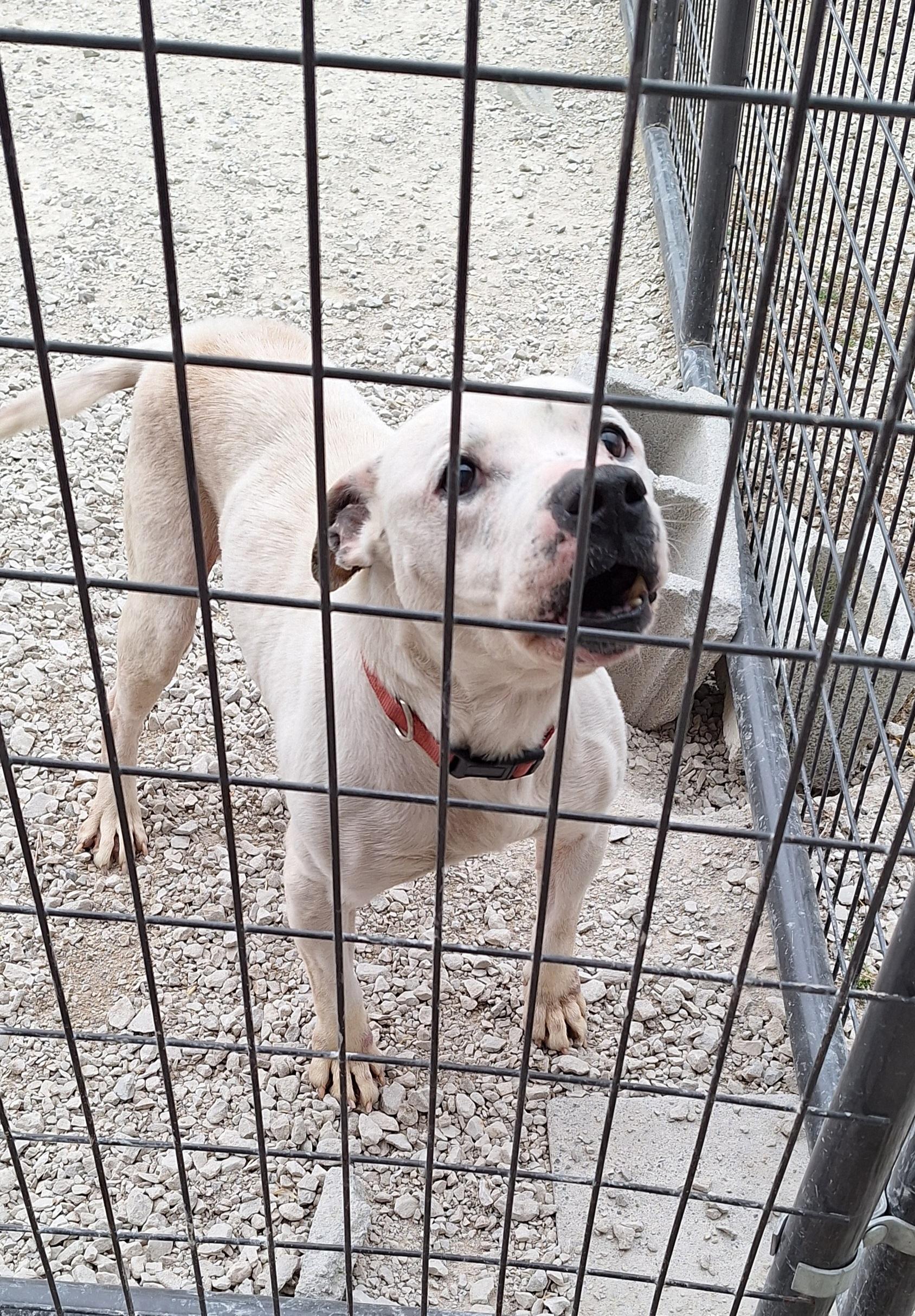 Kevin - a senior, a ADOPTABLE mixed breed in Stanton, KY image 4/6