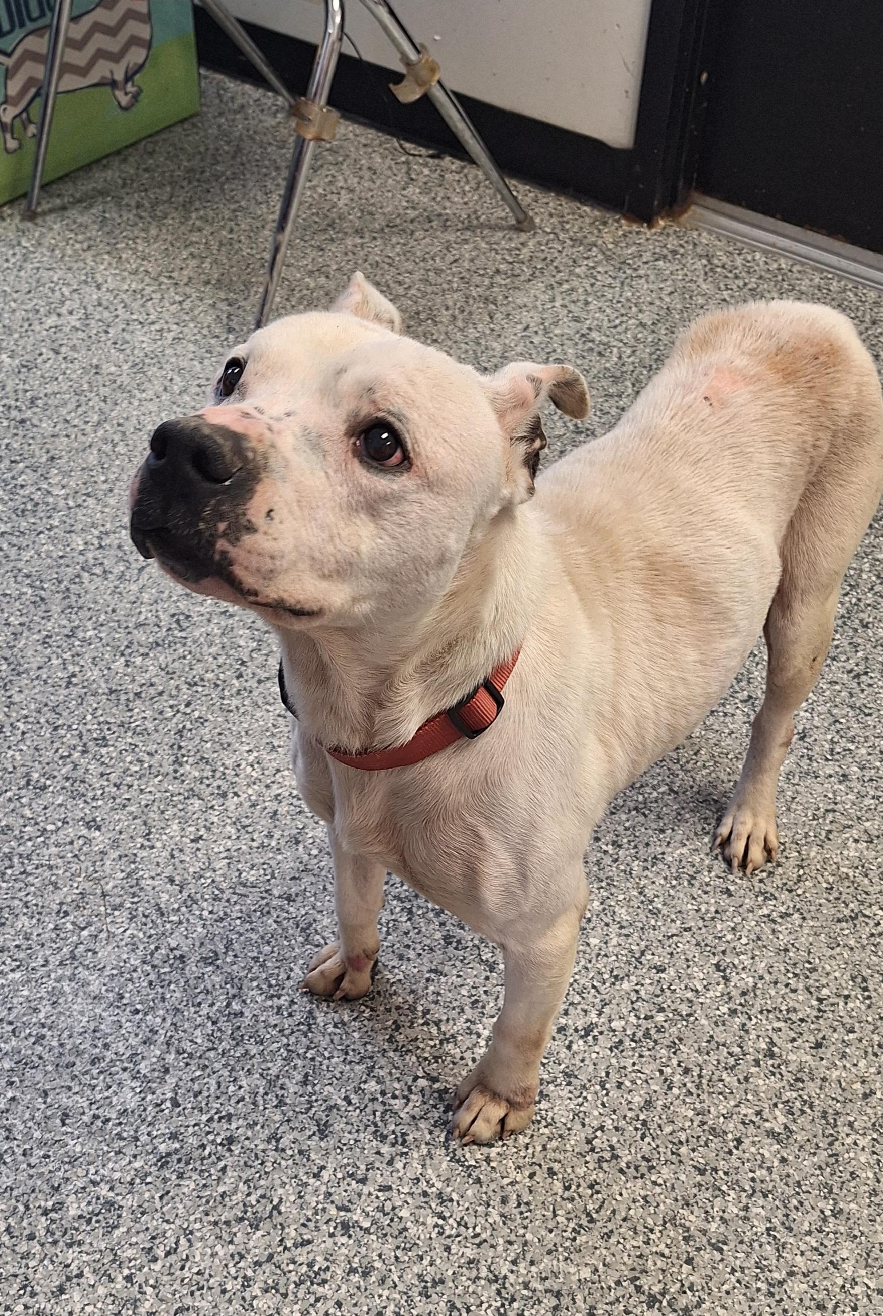 Kevin - a senior, ADOPTABLE, Senior Male Terrier.