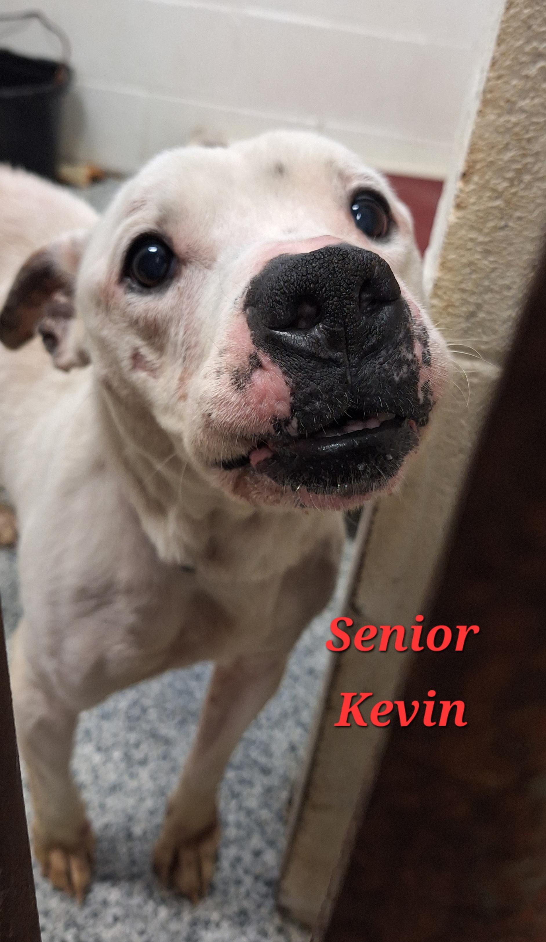 Kevin - a senior, a ADOPTABLE mixed breed in Stanton, KY image 5/6