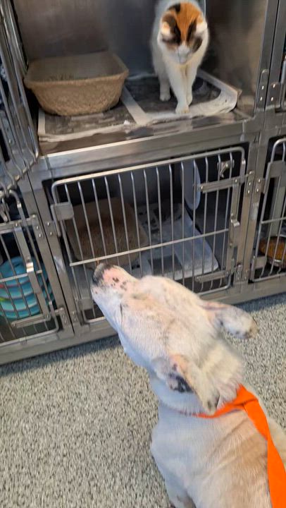 Enlarge Kevin - a senior, a ADOPTABLE mixed breed in Stanton, KY video 6/6