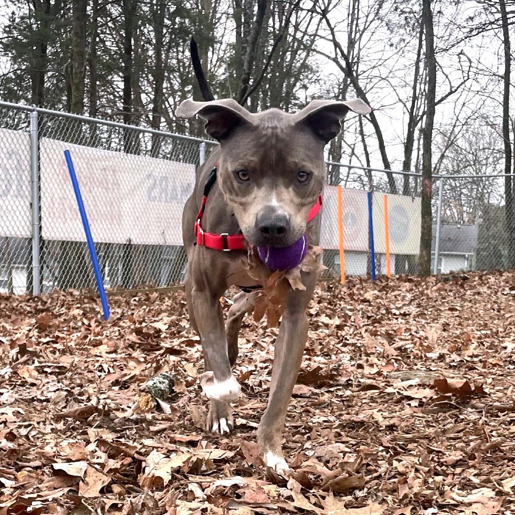 Sammy, Adoptable, Adult Male Pit Bull Terrier.