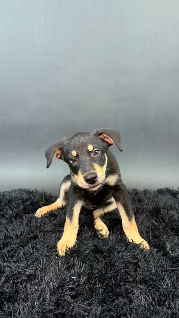Licorice, Adoptable, Puppy Female Husky & Shepherd.