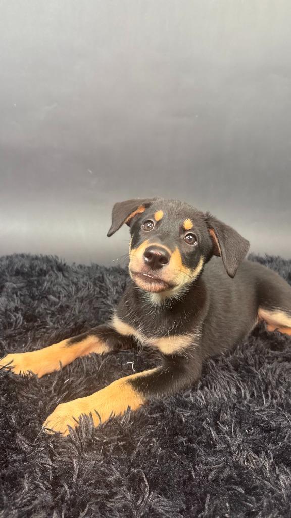 Enlarge Licorice, a Adoptable mixed breed in Phoenix, AZ image 2/6