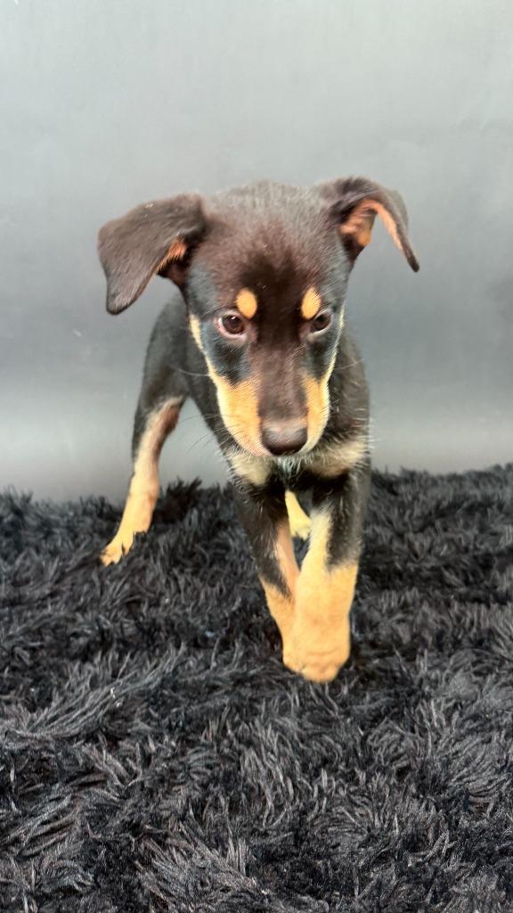 Enlarge Licorice, a Adoptable mixed breed in Phoenix, AZ image 3/6