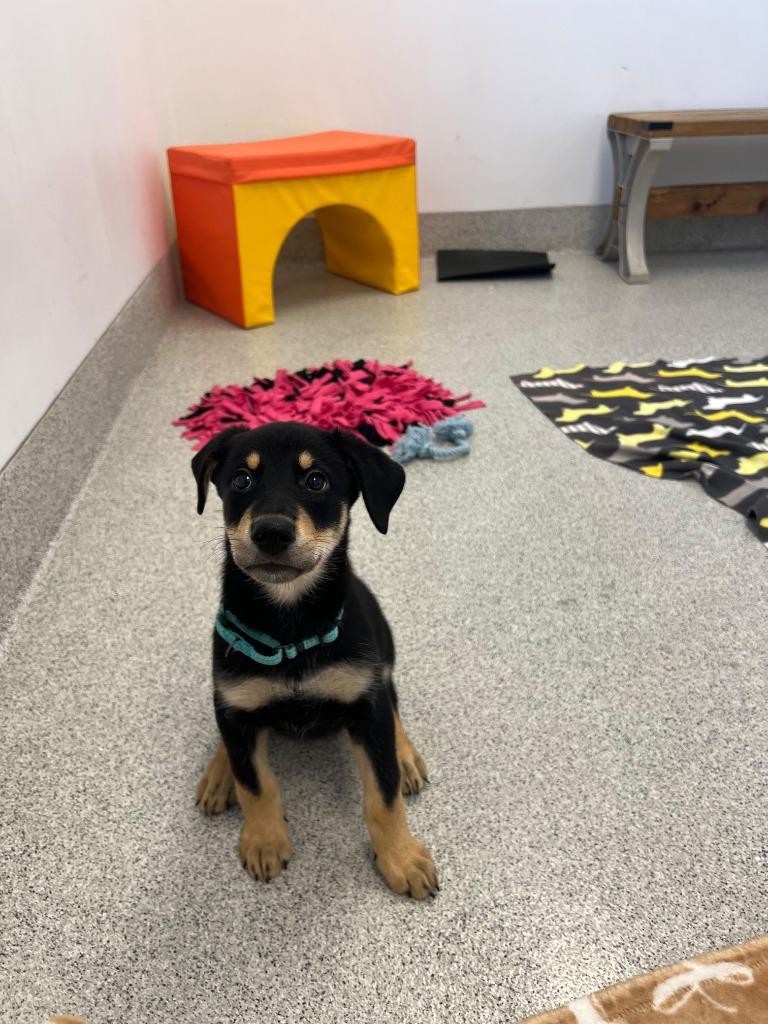 Enlarge Licorice, a Adoptable mixed breed in Phoenix, AZ image 4/6