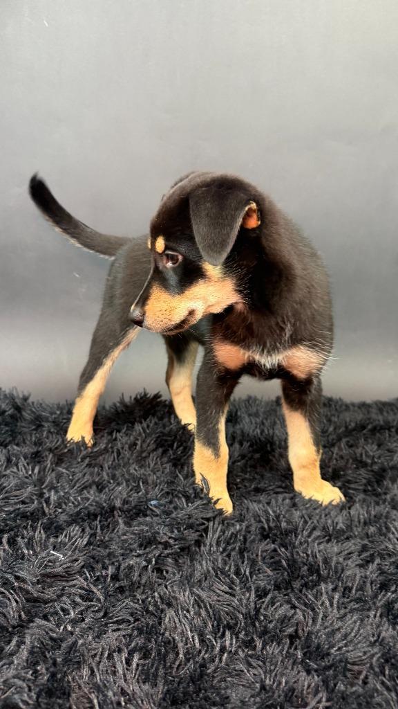 Enlarge Licorice, a Adoptable mixed breed in Phoenix, AZ image 5/6