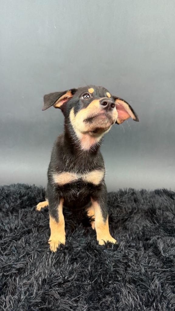 Enlarge Licorice, a Adoptable mixed breed in Phoenix, AZ image 6/6