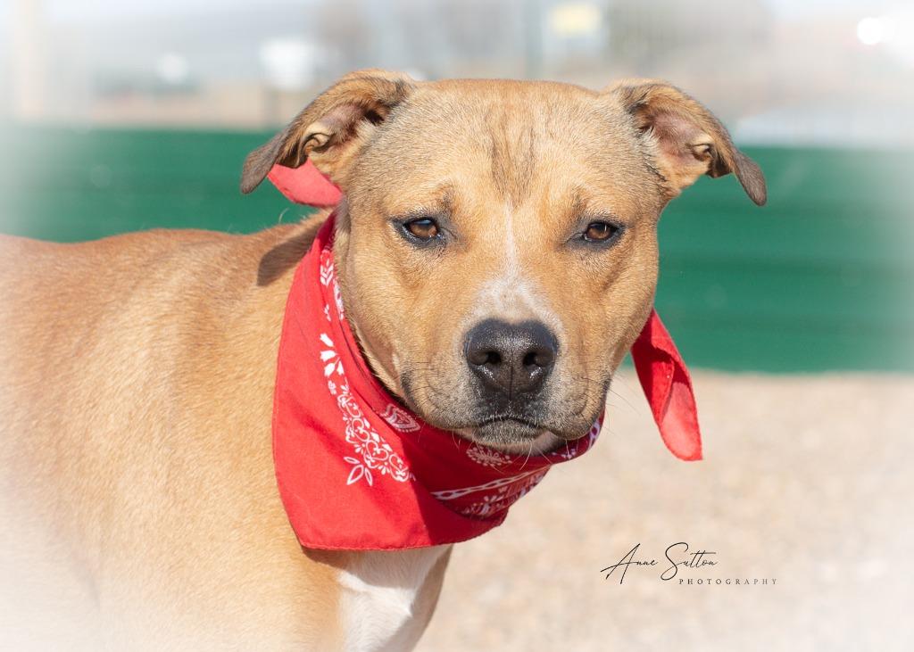 Enlarge Daxter / Dax, a Adoptable Pit Bull Terrier in Hot Springs, SD image 1/1