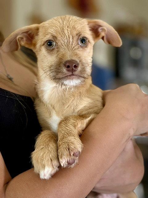 Enlarge Taz, a Adopted Terrier in Mesa, AZ image 1/1