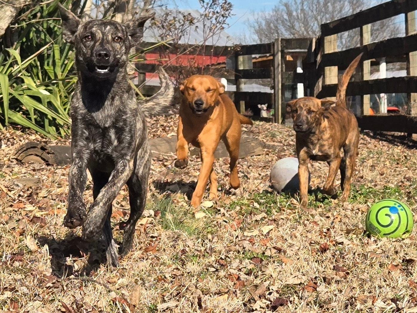 Enlarge Ivy, a ADOPTABLE mixed breed in Catlett, VA image 5/5