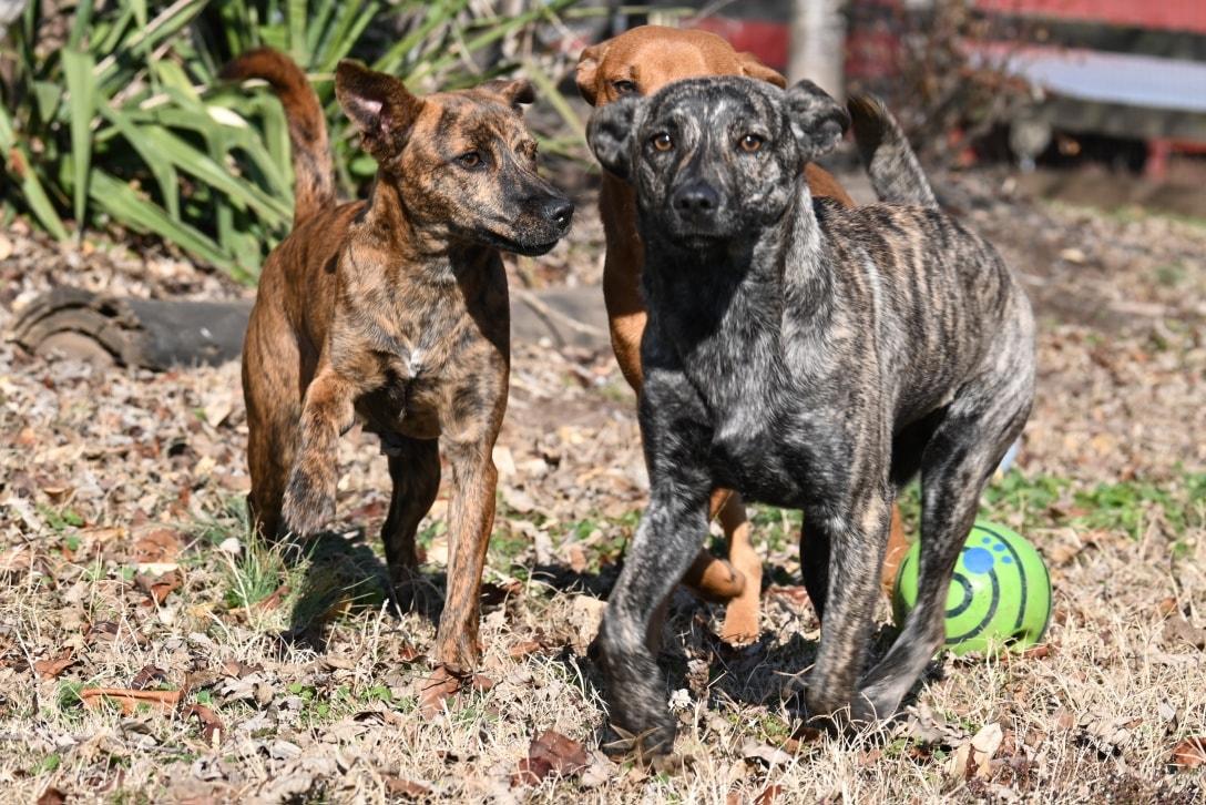 Enlarge Ivy, a ADOPTABLE mixed breed in Catlett, VA image 4/5