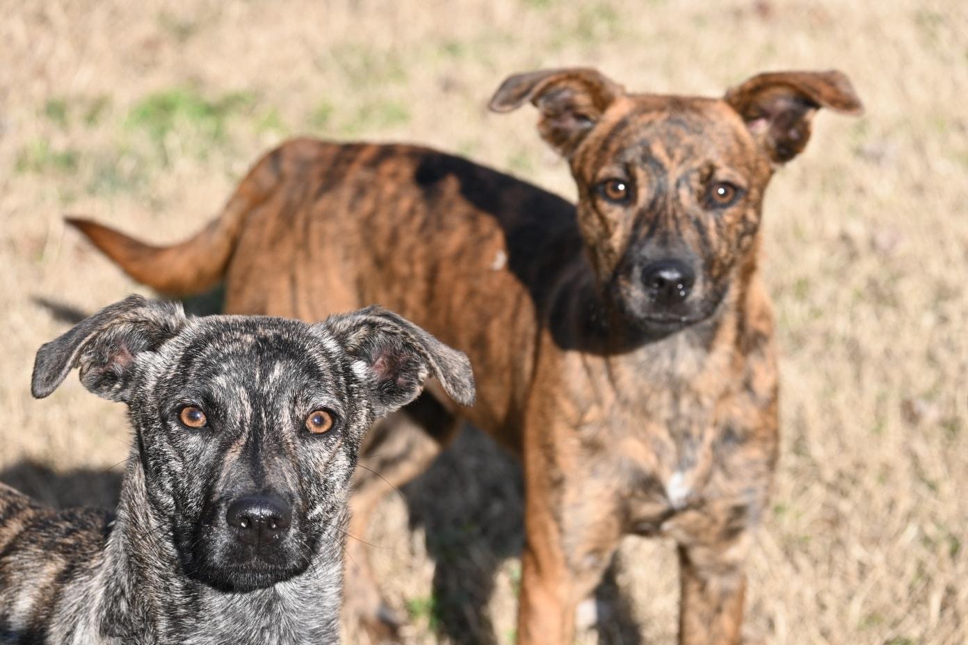 Enlarge Ivy, a ADOPTABLE mixed breed in Catlett, VA image 2/5
