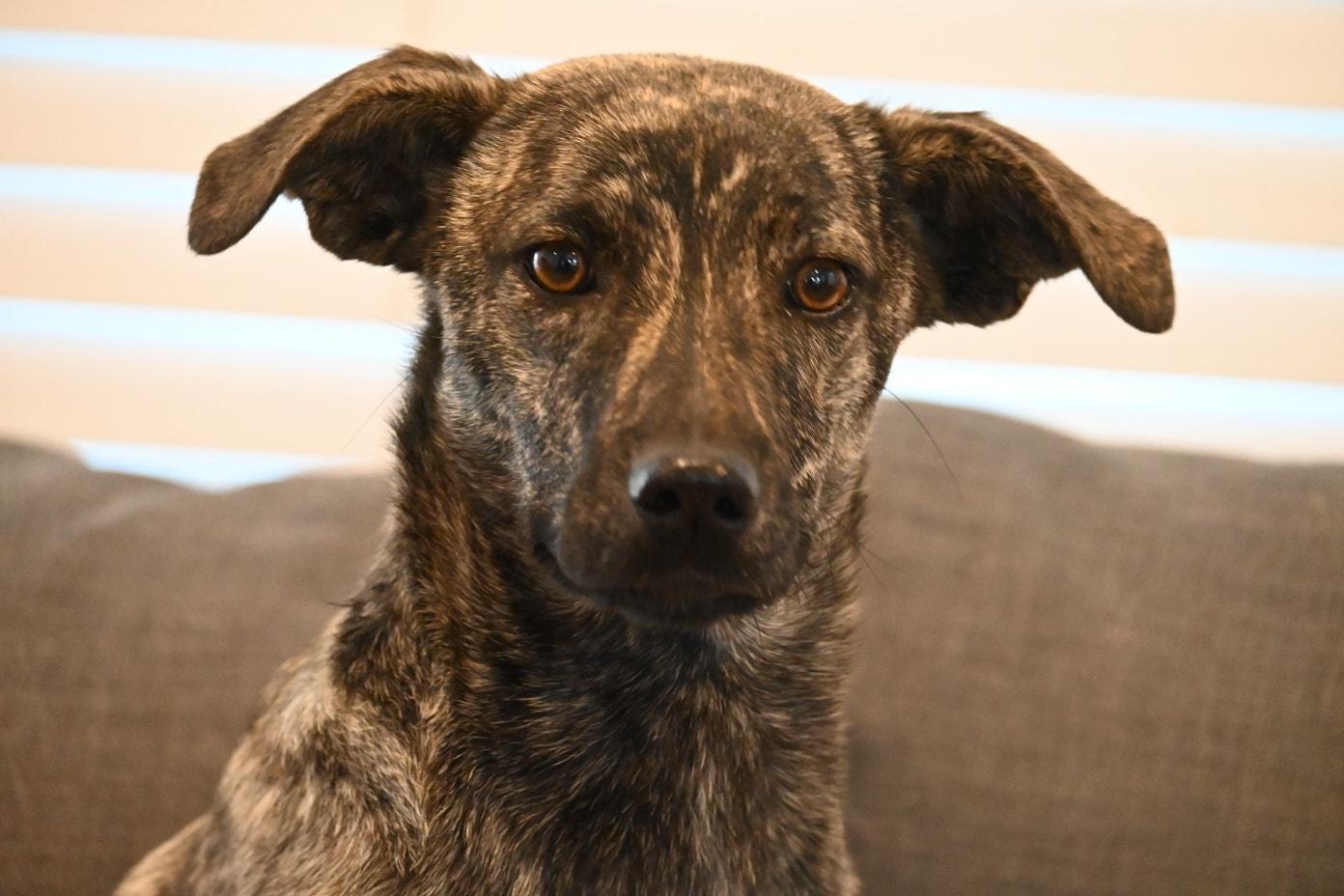 Ivy, ADOPTABLE, Young Female Plott Hound.