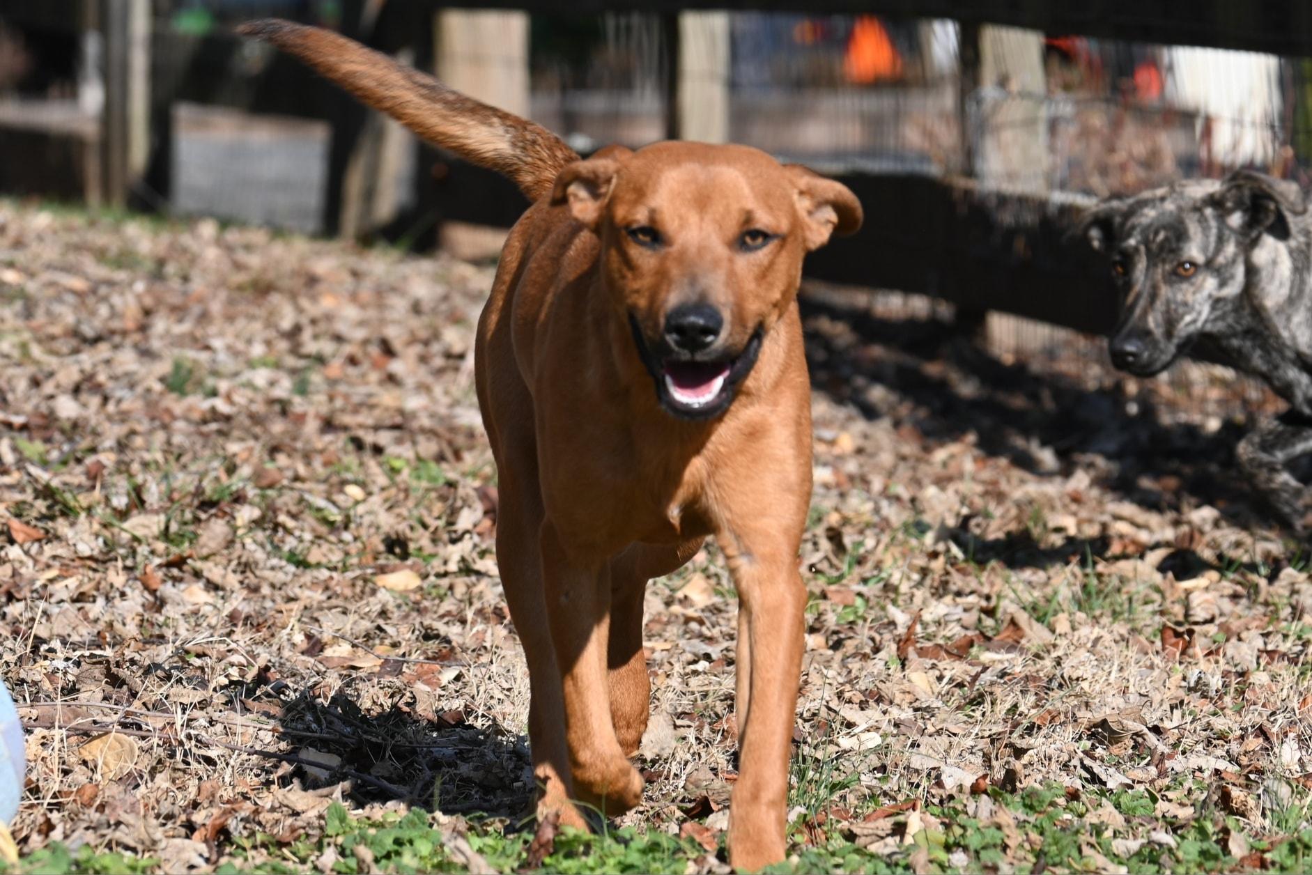 Enlarge Ivy, a ADOPTABLE mixed breed in Catlett, VA image 3/5