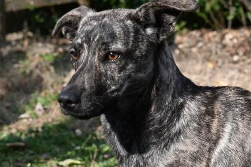 Ivy, ADOPTABLE, Young Female Plott Hound.
