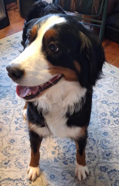 Enlarge Opal, a Adoptable Bernese Mountain Dog in Elkhart, IN image 1/2