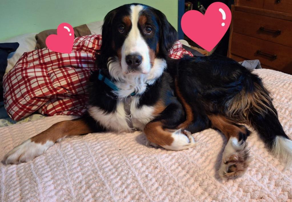 Enlarge Opal, a Adoptable Bernese Mountain Dog in Elkhart, IN image 2/2