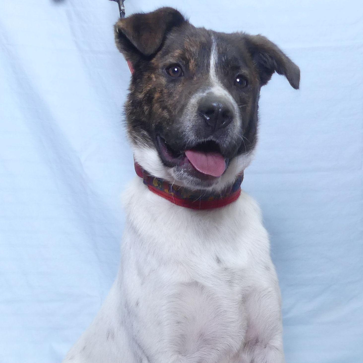MR. GOODBAR, Young Male Australian Cattle Dog / Blue Heeler